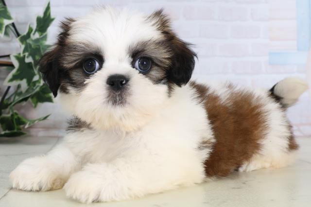 長崎県のシーズー (Coo&RIKU大村店/2026年1月4日生まれ/男の子/ゴールドホワイト)の子犬の3枚目の画像