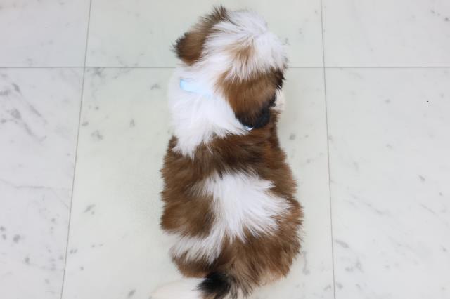 長崎県のシーズー (Coo&RIKU大村店/2026年1月4日生まれ/男の子/ゴールドホワイト)の子犬の4枚目の画像