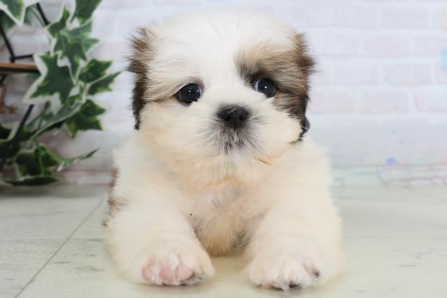 福岡県のシーズー (Coo&RIKU黒崎店/2026年1月4日生まれ/女の子/ゴールドホワイト)の子犬の1枚目の画像