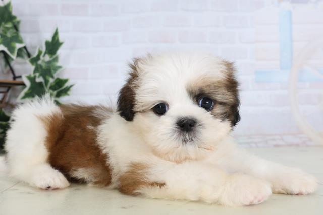 福岡県のシーズー (Coo&RIKU黒崎店/2026年1月4日生まれ/女の子/ゴールドホワイト)の子犬の2枚目の画像