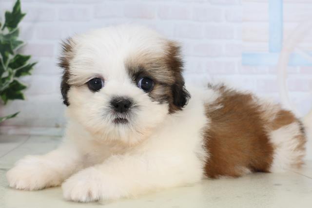 福岡県のシーズー (Coo&RIKU黒崎店/2026年1月4日生まれ/女の子/ゴールドホワイト)の子犬の3枚目の画像