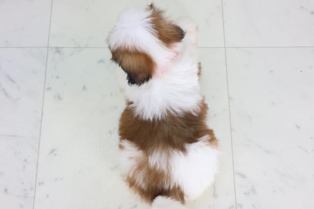 福岡県のシーズー (Coo&RIKU黒崎店/2026年1月4日生まれ/女の子/ゴールドホワイト)の子犬の4枚目の画像