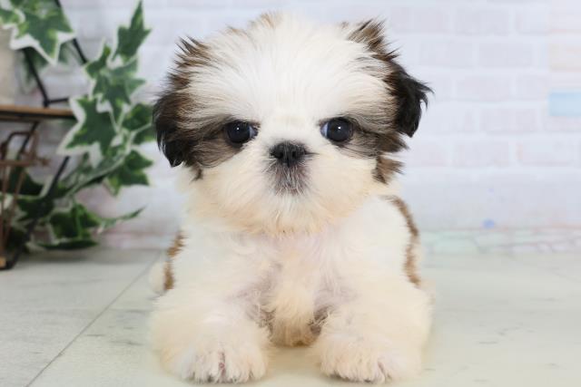 長崎県のシーズー (Coo&RIKU長崎浜町店/2026年1月4日生まれ/女の子/ゴールドホワイト)の子犬の1枚目の画像