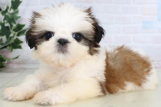 長崎県のシーズー (Coo&RIKU長崎浜町店/2026年1月4日生まれ/女の子/ゴールドホワイト)の子犬の3枚目の画像