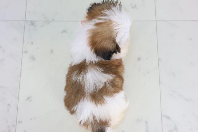 長崎県のシーズー (Coo&RIKU長崎浜町店/2026年1月4日生まれ/女の子/ゴールドホワイト)の子犬の4枚目の画像