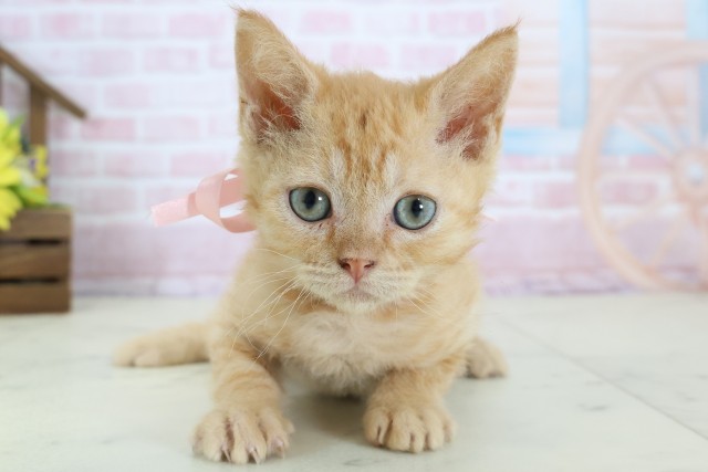 広島県のハーフ猫・ミックス猫 (Coo&RIKU福山店/2025年12月21日生まれ/女の子/レッドタビー)の子猫の1枚目の画像