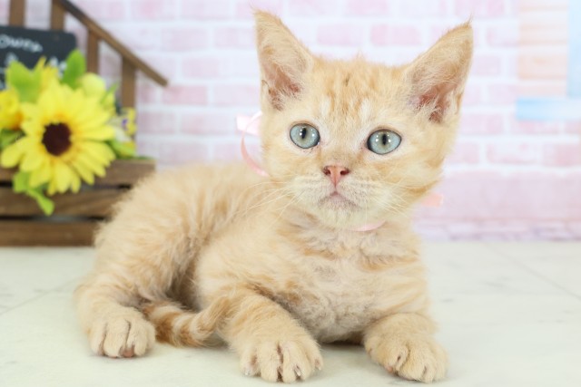 広島県のハーフ猫・ミックス猫 (Coo&RIKU福山店/2025年12月21日生まれ/女の子/レッドタビー)の子猫の2枚目の画像