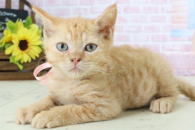 広島県のハーフ猫・ミックス猫 (Coo&RIKU福山店/2025年12月21日生まれ/女の子/レッドタビー)の子猫の3枚目の画像