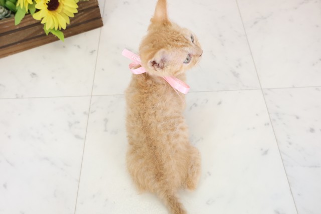 広島県のハーフ猫・ミックス猫 (Coo&RIKU福山店/2025年12月21日生まれ/女の子/レッドタビー)の子猫の4枚目の画像