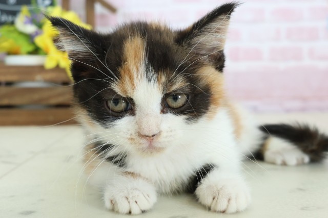 高知県のマンチカン (Coo&RIKU高知御座店/2025年12月21日生まれ/女の子/キャリコ)の子猫