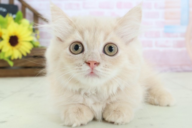 愛媛県のミヌエット (Coo&RIKU愛媛松山店/2025年12月2日生まれ/男の子/クリームタビー)の子猫の1枚目の画像