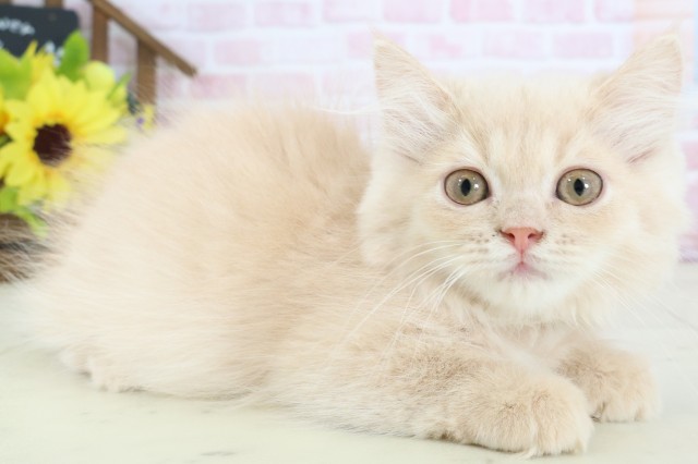 愛媛県のミヌエット (Coo&RIKU愛媛松山店/2025年12月2日生まれ/男の子/クリームタビー)の子猫の2枚目の画像