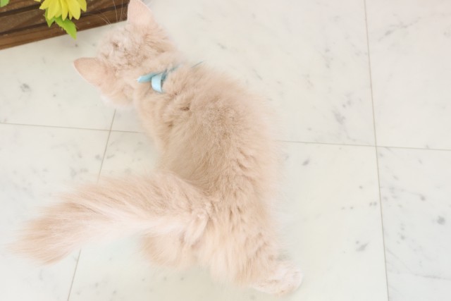 愛媛県のミヌエット (Coo&RIKU愛媛松山店/2025年12月2日生まれ/男の子/クリームタビー)の子猫の4枚目の画像