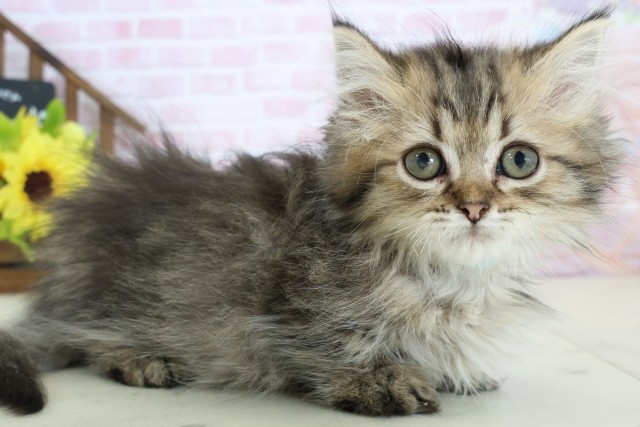 広島県のミヌエット (Coo&RIKU東広島店/2025年12月12日生まれ/男の子/ブラウンタビー)の子猫の2枚目の画像