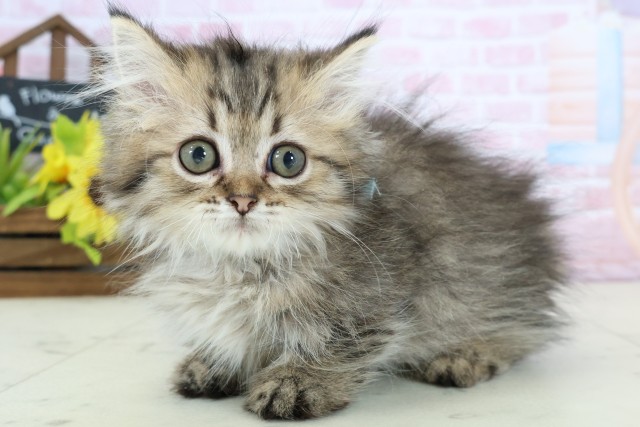 広島県のミヌエット (Coo&RIKU東広島店/2025年12月12日生まれ/男の子/ブラウンタビー)の子猫の3枚目の画像