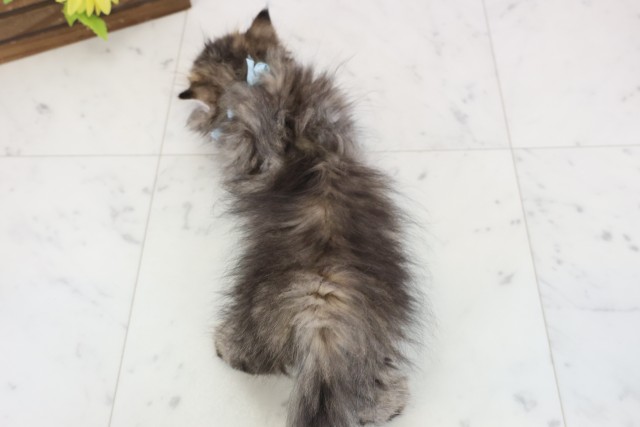 広島県のミヌエット (Coo&RIKU東広島店/2025年12月12日生まれ/男の子/ブラウンタビー)の子猫の4枚目の画像