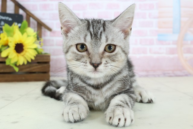 鳥取県のアメリカンショートヘアー (Coo&RIKUラ・ムー鳥取東店/2025年11月13日生まれ/男の子/シルバータビー)の子猫の1枚目の画像