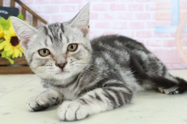 鳥取県のアメリカンショートヘアー (Coo&RIKUラ・ムー鳥取東店/2025年11月13日生まれ/男の子/シルバータビー)の子猫の3枚目の画像
