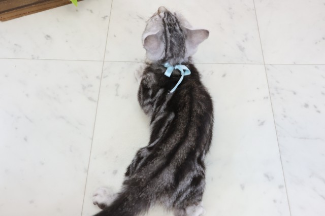 鳥取県のアメリカンショートヘアー (Coo&RIKUラ・ムー鳥取東店/2025年11月13日生まれ/男の子/シルバータビー)の子猫の4枚目の画像