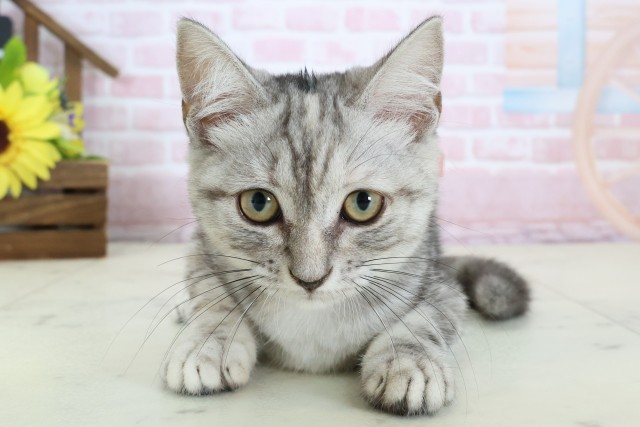 島根県のアメリカンショートヘアー (Coo&RIKU出雲店/2025年11月13日生まれ/女の子/シルバータビー)の子猫の1枚目の画像