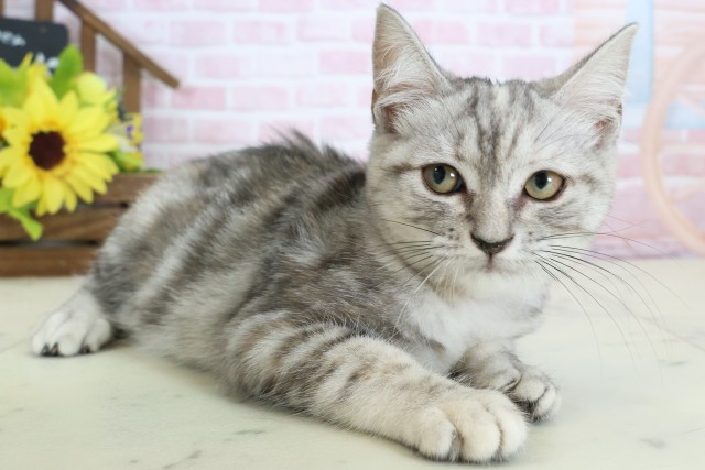 島根県のアメリカンショートヘアー (Coo&RIKU出雲店/2025年11月13日生まれ/女の子/シルバータビー)の子猫の2枚目の画像