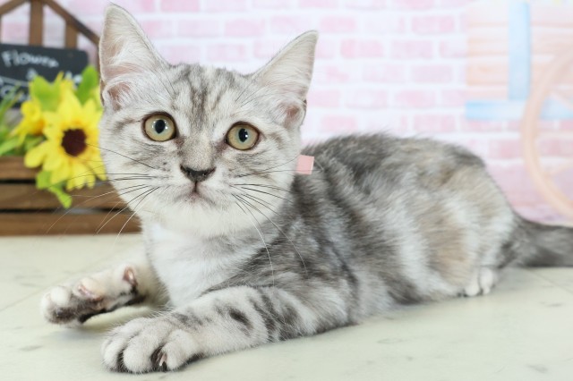 島根県のアメリカンショートヘアー (Coo&RIKU出雲店/2025年11月13日生まれ/女の子/シルバータビー)の子猫の3枚目の画像