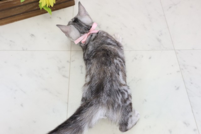 島根県のアメリカンショートヘアー (Coo&RIKU出雲店/2025年11月13日生まれ/女の子/シルバータビー)の子猫の4枚目の画像