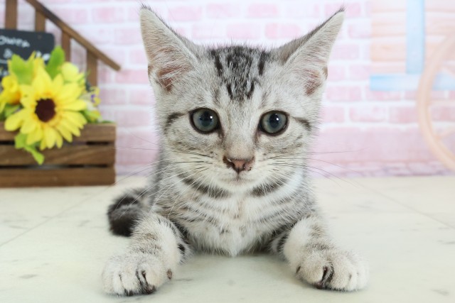 愛媛県のアメリカンショートヘアー (Coo&RIKU愛媛松山店/2025年12月15日生まれ/男の子/シルバータビー)の子猫の1枚目の画像