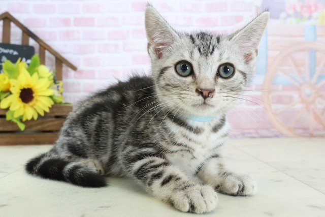 愛媛県のアメリカンショートヘアー (Coo&RIKU愛媛松山店/2025年12月15日生まれ/男の子/シルバータビー)の子猫の2枚目の画像