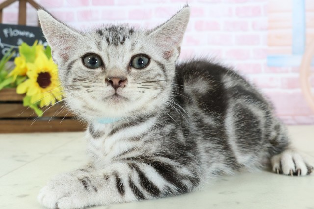 愛媛県のアメリカンショートヘアー (Coo&RIKU愛媛松山店/2025年12月15日生まれ/男の子/シルバータビー)の子猫の3枚目の画像