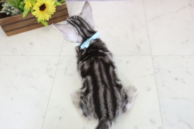 愛媛県のアメリカンショートヘアー (Coo&RIKU愛媛松山店/2025年12月15日生まれ/男の子/シルバータビー)の子猫の4枚目の画像