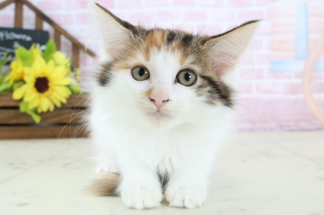 島根県のメインクーン (Coo&RIKU出雲店/2025年12月13日生まれ/女の子/キャリコ)の子猫の1枚目の画像