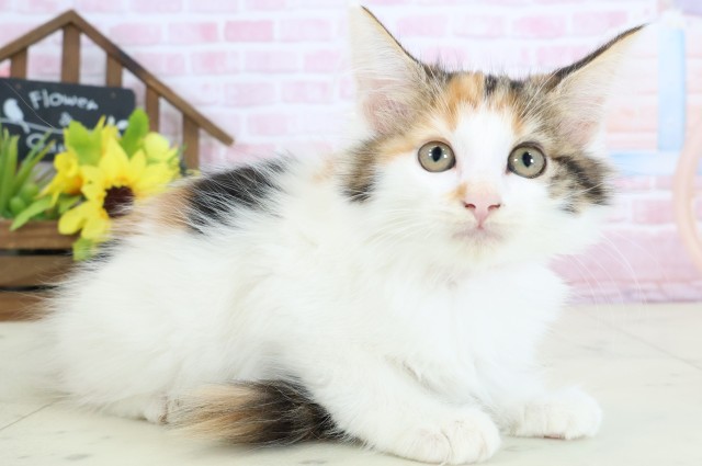 島根県のメインクーン (Coo&RIKU出雲店/2025年12月13日生まれ/女の子/キャリコ)の子猫の2枚目の画像