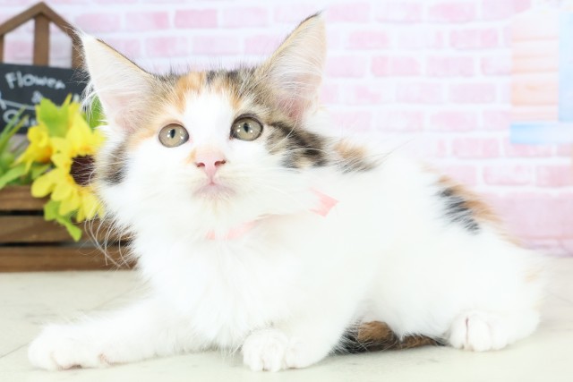 島根県のメインクーン (Coo&RIKU出雲店/2025年12月13日生まれ/女の子/キャリコ)の子猫の3枚目の画像