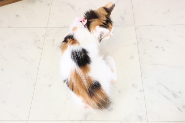 島根県のメインクーン (Coo&RIKU出雲店/2025年12月13日生まれ/女の子/キャリコ)の子猫の4枚目の画像