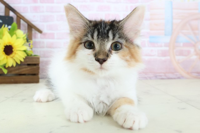 広島県のメインクーン (Coo&RIKUゆめタウン大竹店/2025年11月26日生まれ/女の子/トービーホワイト)の子猫の1枚目の画像