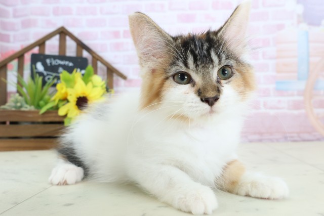 広島県のメインクーン (Coo&RIKUゆめタウン大竹店/2025年11月26日生まれ/女の子/トービーホワイト)の子猫の2枚目の画像