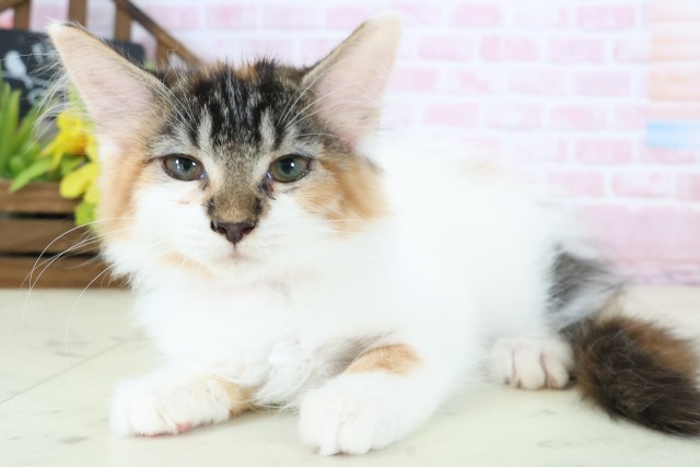 広島県のメインクーン (Coo&RIKUゆめタウン大竹店/2025年11月26日生まれ/女の子/トービーホワイト)の子猫の3枚目の画像