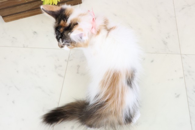 広島県のメインクーン (Coo&RIKUゆめタウン大竹店/2025年11月26日生まれ/女の子/トービーホワイト)の子猫の4枚目の画像