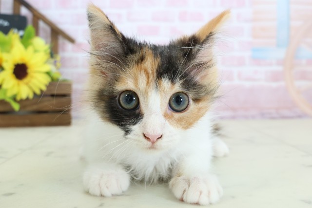 香川県のメインクーン (Coo&RIKU高松上福岡店/2025年11月26日生まれ/女の子/トービーホワイト)の子猫の1枚目の画像