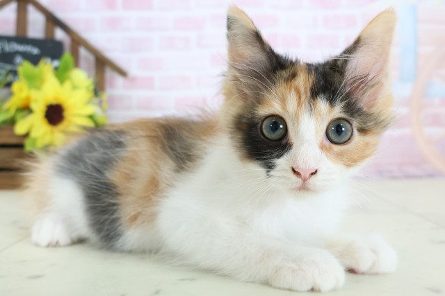 香川県のメインクーン (Coo&RIKU高松上福岡店/2025年11月26日生まれ/女の子/トービーホワイト)の子猫の2枚目の画像