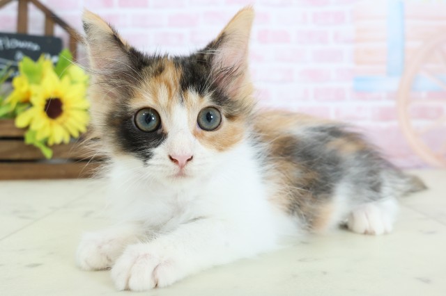 香川県のメインクーン (Coo&RIKU高松上福岡店/2025年11月26日生まれ/女の子/トービーホワイト)の子猫の3枚目の画像