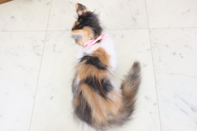 香川県のメインクーン (Coo&RIKU高松上福岡店/2025年11月26日生まれ/女の子/トービーホワイト)の子猫の4枚目の画像