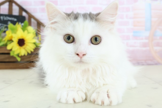 鳥取県のミヌエット (Coo&RIKUラ・ムー鳥取東店/2025年9月15日生まれ/女の子/ダイリュートキャリコ)の子猫の1枚目の画像