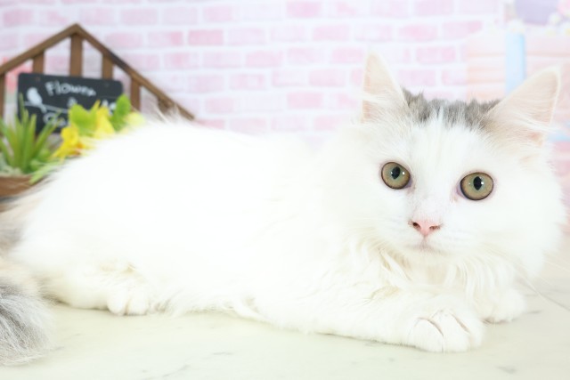 鳥取県のミヌエット (Coo&RIKUラ・ムー鳥取東店/2025年9月15日生まれ/女の子/ダイリュートキャリコ)の子猫の2枚目の画像