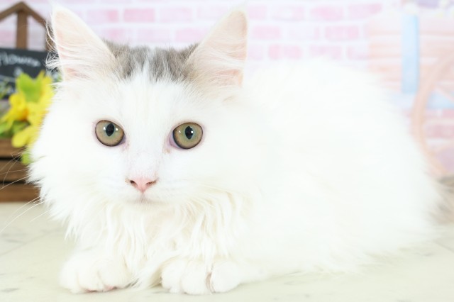 鳥取県のミヌエット (Coo&RIKUラ・ムー鳥取東店/2025年9月15日生まれ/女の子/ダイリュートキャリコ)の子猫の3枚目の画像