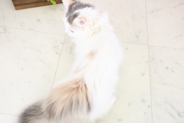 鳥取県のミヌエット (Coo&RIKUラ・ムー鳥取東店/2025年9月15日生まれ/女の子/ダイリュートキャリコ)の子猫の4枚目の画像