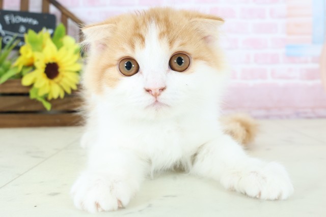 岡山県のスコティッシュフォールド (Coo&RIKU岡山店/2025年11月9日生まれ/男の子/レッドタビーホワイト)の子猫の1枚目の画像