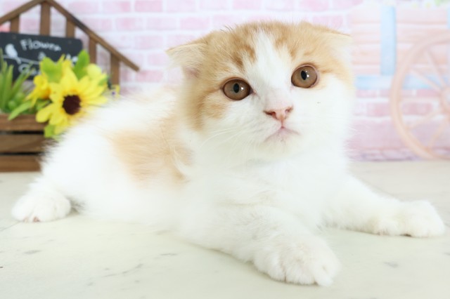 岡山県のスコティッシュフォールド (Coo&RIKU岡山店/2025年11月9日生まれ/男の子/レッドタビーホワイト)の子猫の2枚目の画像