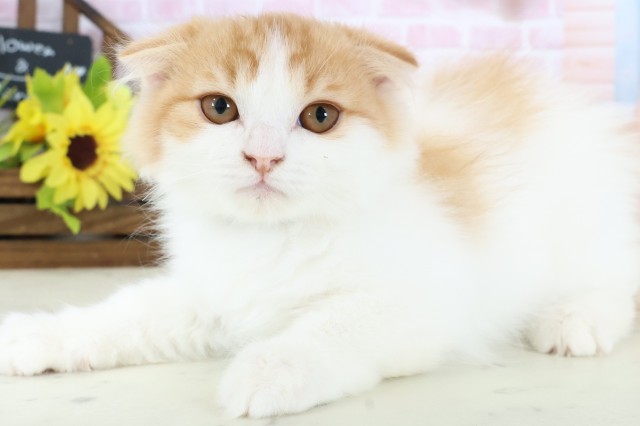 岡山県のスコティッシュフォールド (Coo&RIKU岡山店/2025年11月9日生まれ/男の子/レッドタビーホワイト)の子猫の3枚目の画像